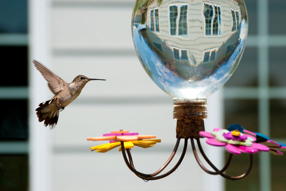 Hummingbird Feeders – Types, Top Options, and Tips