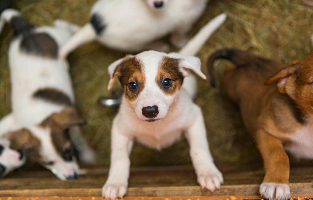 Are You Keen On Adopting A Dog Here’s How You Can